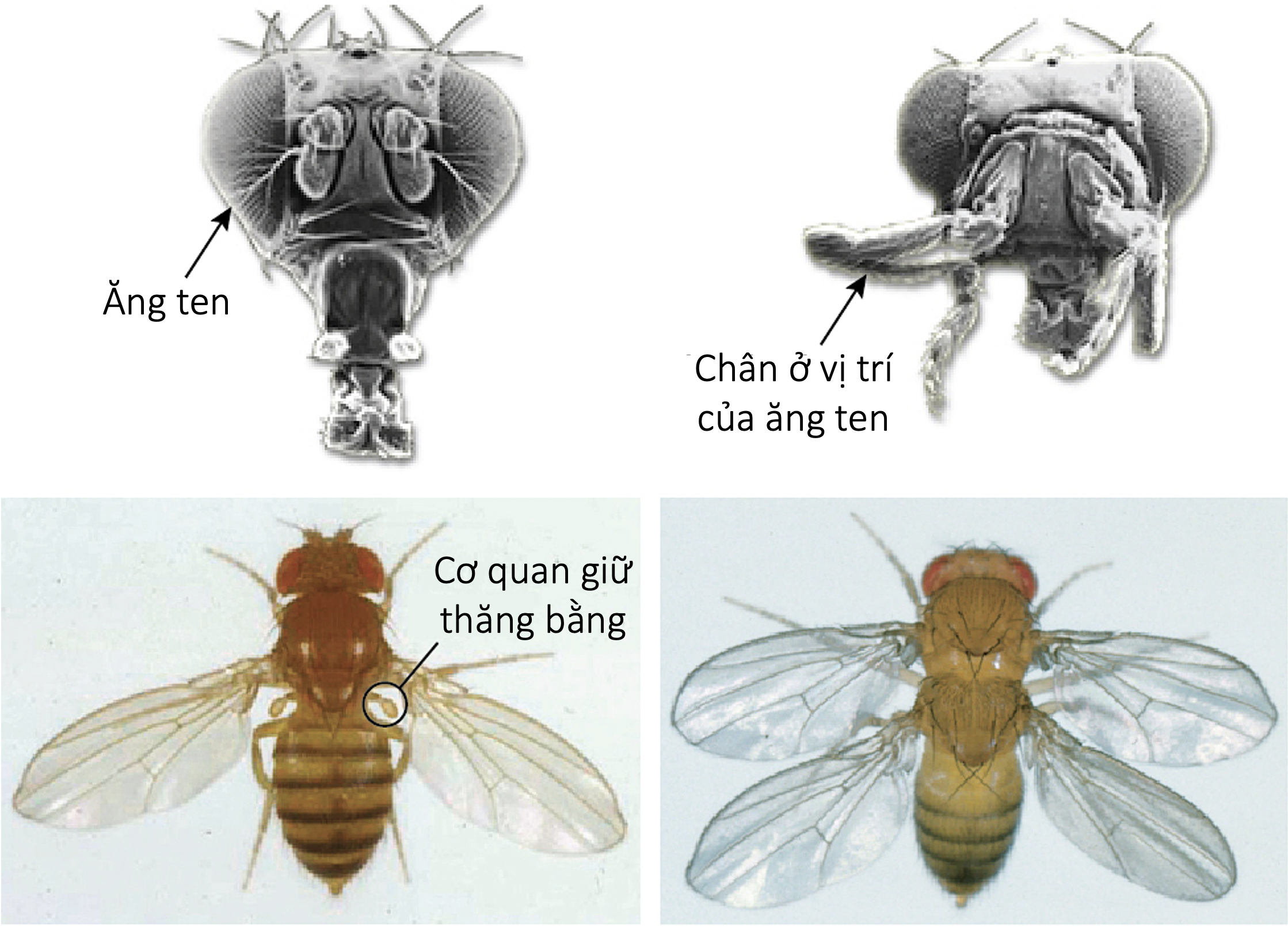 Ruồi giấm bình thường và ruồi giấm đột biến có 4 cánh olm